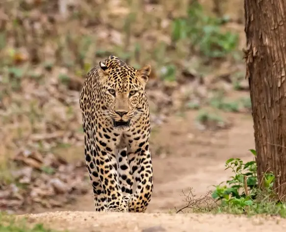 Coorg & Kabini Nature Retreat 3